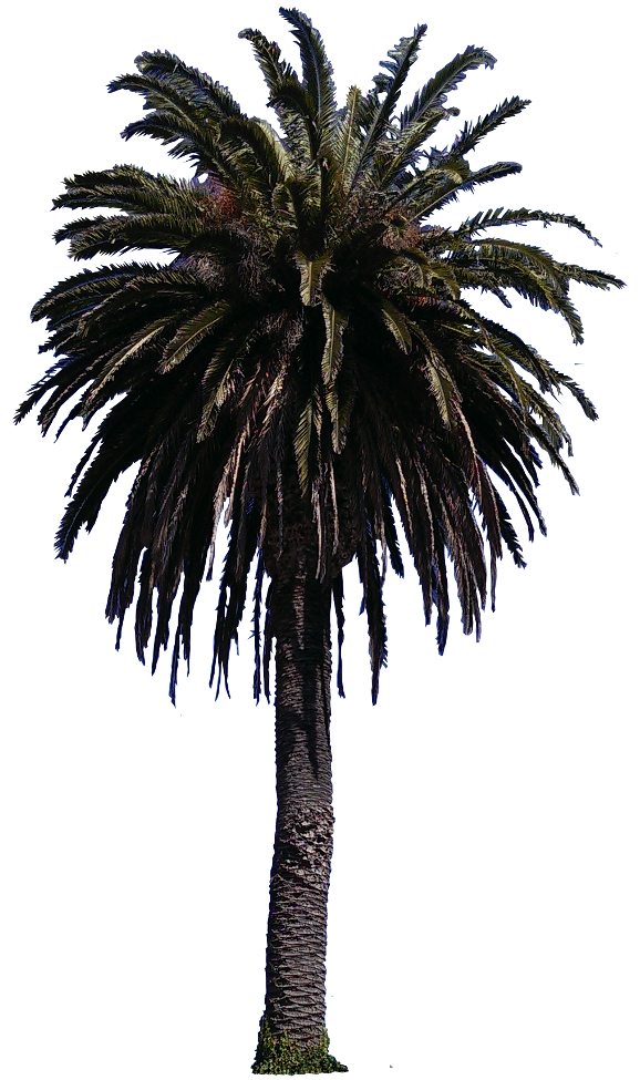 Tree Palm